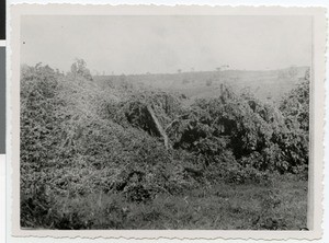 Broken down crown of a tree, Ethiopia