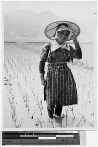 Smiling Japanese woman standing in a rice field, Japan, ca. 1937