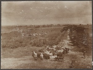 Cattle herd, Tanzania