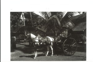 Mangalore, Dogcart mit Pony