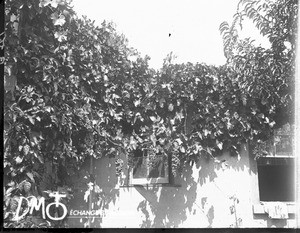 Bunches of grapes, Pretoria, South Africa, ca. 1896-1911