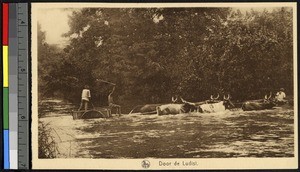 Oxen crossing the Ludisi River, Congo, ca.1920-1940