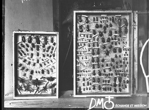 Collection of insects, Mozambique, ca. 1896-1911