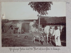 A young zebra and a horse on a farm in Marangu, Marangu, Tanzania