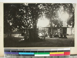 Holy Tamarind tree, Ampandra, Mikoboke, Madagascar, 1936