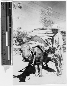 Man standing with carabao cart, Philippines, ca. 1930-1950