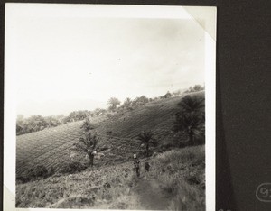 Field (Groundnuts)