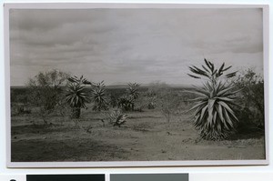 Aloe and thornbush, South Africa