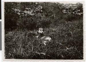 Dog and dwarf antilope, Ethiopia