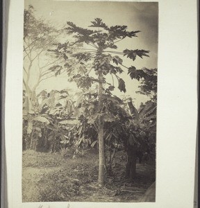 Melon tree, with banana trees in the background