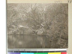 Forest landscape, Sakeny valley(?), Madagascar, ca.1908