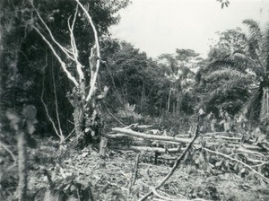 Felling of trees, in Gabon