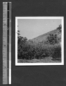 Dr. Li Lai Yung in orchard at Fukien Christian University, Fuzhou, Fujian, China, 1948