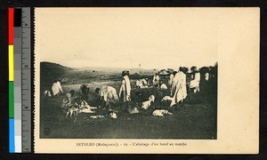 People slaughtering calves on a grassy plain, Madagascar, ca.1920-1940