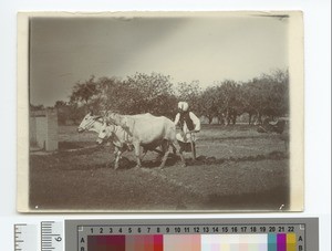 Punjabi Ploughman, Punjab, Pakistan, ca.1900