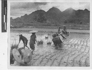 Workers in the rice fields at Jiangmen, China, 1948