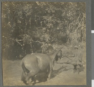 Crossing a stream, Cabo Delgado, Mozambique, April-July 1918