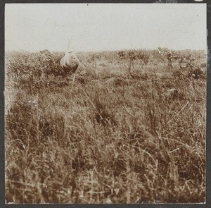 Ostrichs in the steppe, Tanzania