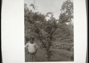 Acacia Cornigera