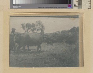 Oxen treading wheat, , Punjab, Pakistan, ca.1890