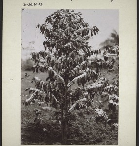 Coffee tree in full bloom