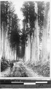 Man walking along a dirt road through a forest, Japan, ca. 1920-1940