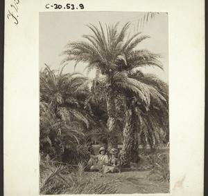 Phoenix palm near Schagoti, India