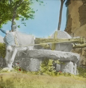 Donkey Grinding Corn, China, ca. 1905-1914