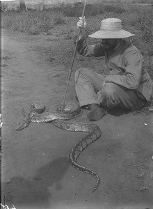 Missionary with dead python, Makulane, Mozambique, 1901