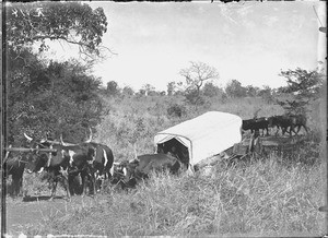 Swiss missionary's ox-drawn wagon, Valdezia, South Africa, ca. 1900