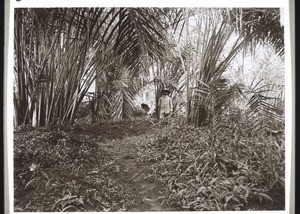 A palm-tree wood in Bamum