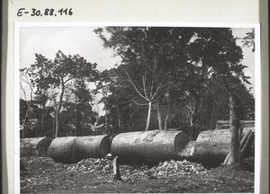 A silk cotton tree, which had to be cleared off the building site in Kumba. The trunk was so thick and spongy, that it had to be hacked instead of sawed to pieces