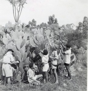 Outing of boys scouts, in Madagascar