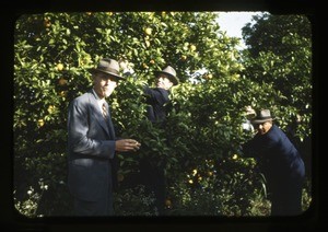 Haven Miller and three men in orchard