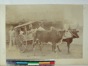 Kristine Fagereng in her ox wagon, Morombe, Madagascar