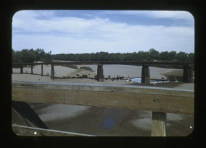 bridge with livestock