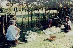 East Jeypore, Gunupur, India. From the Womens' Hostel "Sarepta". A portion of cabbage is harves