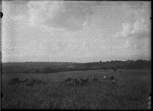 Herd of goats, Lemana, Limpopo, South Africa, ca. 1906-1907