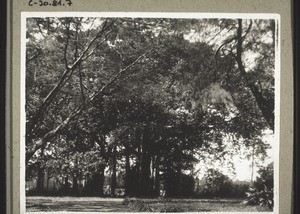 Banyan tree in Palghat