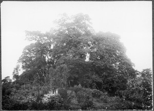 Landscape in Moshi, Tanzania, ca.1901-1910