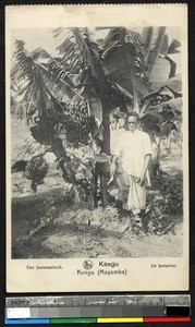 Man standing near a banana tree, Kangu, Congo, ca.1920-1940