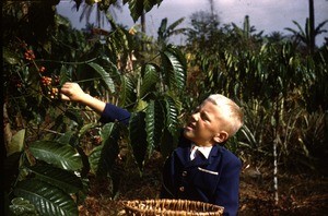 Arne Heggheim picking coffe beans, Bankim, Adamaoua, Cameroon, 1953-1968