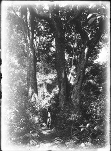 Forest near Shilouvane, South Africa, ca. 1901-1907