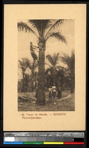 Man climbing a palm tree, Kisantu, Congo, ca.1920-1940