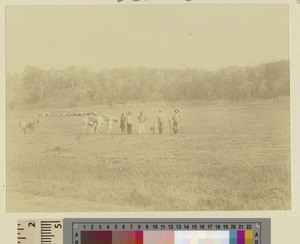 Grazing cattle, Kikuyu, Kenya, ca.1901