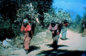 A typical day for women in rural Nepal is like this: Both firewood and fodder to the animals ar