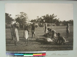 Cattle being branded, Mandronarivo, Madagascar, 1905