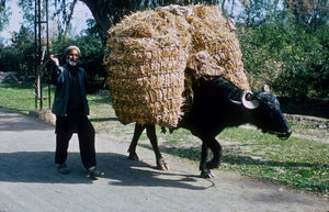 Pakistan, NWFP. Pathan man and his water buffalo with a high load, Peshawar District