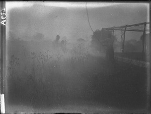 Bush fire, Mozambique, ca. 1901-1907