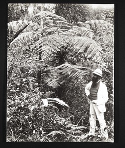 Tree Fern